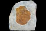 Detailed Fossil Leaf (Zizyphoides) - Montana #75495-1